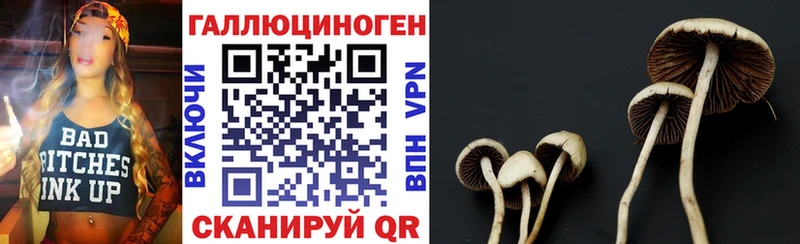 Псилоцибиновые грибы Psilocybe Кызыл